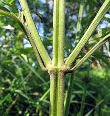 Image result for Leonurus japonicus