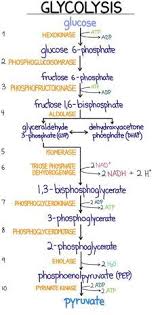 Glycolysis Introduction Pathway Diagram Summary Biochemistry Notes Biochemistry Medical Knowledge