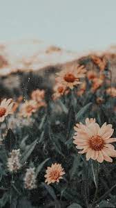 Frases De Ligue Para Conseguir Pareja Flower Iphone Wallpaper Aesthetic Iphone Wallpaper Sunflower Wallpaper