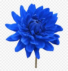 Check spelling or type a new query. Png Single Flower Transparent Single Flower Png Images Blue Flowers No Back Ground Clipart 1649040 Pinclipart