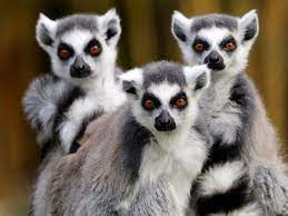 Ten Lemur Species In Madagascar And Where To Find Them Lemur Pet Monkey Species