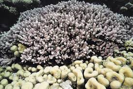 Image result for Achyropsis