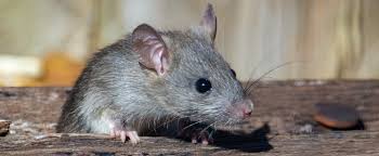 The Reality Of Norway Rat Management - Faunalytics