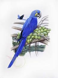 arara azul grande anodorhynchus hyacinthinus arara azul grande arara azul desenho arara azul