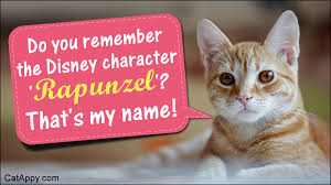 This makes them feel special from our perspective and are inspired to be a very important part of our lives. 80 Cute Cat Names Inspired By Disney Characters You Ll Go Crazy About Cat Appy