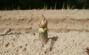 Ajoutez le sel et le poivre. Planter Des Griffes D Asperges Quand Et Comment Faire Sa Plantation D Asperge