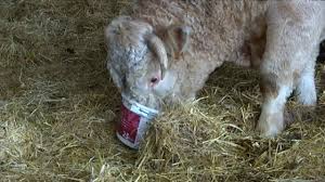 Pas de pubs ou de demandes d'adhésion à d'autres groupes. L Agriculteur Qui Vendait Ses Animaux Sur Le Bon Coin Youtube