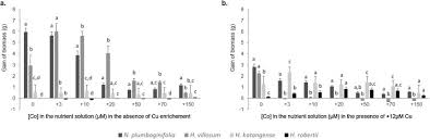 Image result for Haumaniastrum