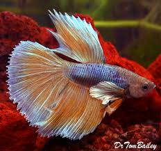 All my betta fish dumbo ear halfmoon betta crowntail betta. Dumbo Ear Betta For Sale Aquariumfish Net