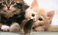 Ruyada Fare Kovalamak Sevimli Kediler Cute Kittens Cok Sirin Hayvanlar