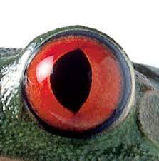 tewhakatipurangahouictpdcluster digital photography frog eye beautiful eyes cool coloriage maths