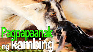 There are no ratings yet. Paano Makasiguradong Buhay Ang Anak Ng Kambing Mo Youtube