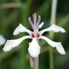 Image result for Afrosolen schimperi