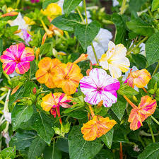 Four O'Clock 'Marbles Mix' - Mirabilis jalapa seeds - Select Seeds