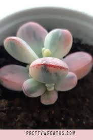 Maybe you would like to learn more about one of these? Cotyledon Orbiculata Cv Variegated Succulent Dropping Leaves