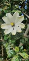 Image result for Gardenia volkensii
