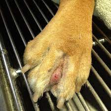 The Dangers Of Grass Seeds For Your Dog