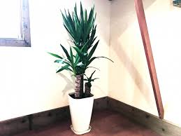 ドラセナと風水の関係 適切な置き場所とその風水パワーは 観葉植物の基礎知識 Apego