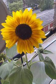 A Sunflower On My Balcony Sunflower Clouds Sky