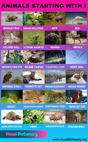 We did not find results for: Animals That Start With I 24 Interesting Animals Starting With I Visual Dictionary Animals Name In English Animals Interesting Animals