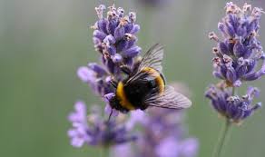 Giftige Tiere Im Heimischen Garten Gartenteich Ratgeber
