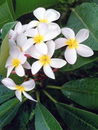 Plumerias Add Tropical Allure To The Landscape Plumeria Tree Plumeria Flowers Plumeria Care