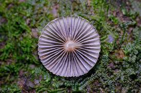 Image result for Nesaea polycephala