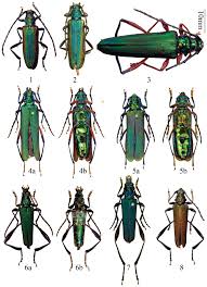 One new and seven newly recorded Callichromatini species from China  (Coleoptera, Cerambycidae, Cerambycinae)