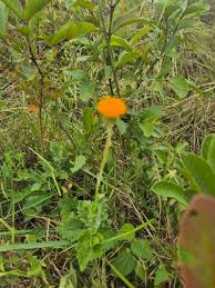 Image result for Crassocephalum vitellinum