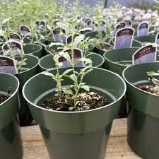 Image result for perovskia atriplicifolia 'little spire'
