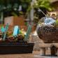 Rainforest Terrariums: Build Your Own