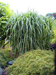 4 X Riesen Chinaschilf Winterhart Miscanthus Giganteus Elefantengras Im Topf Chinaschilf Winterhart Pflanzen