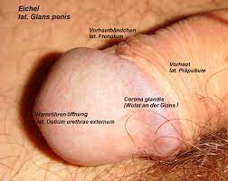 Datei Eichel Lat Glans Penis Und Anatomische Bezeichnungen Jpg Wikipedia