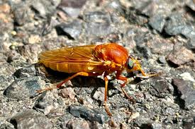 Image result for Rinorea ferruginea