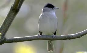 L'oiseau noir et l'oiseau blanc. La Fauvette A Tete Noire Petit Oiseau Present A La Ville Comme A La Campagne