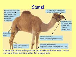 The average person would struggle to survive for more than a few days without water, but some animals can go years without a drink. N4 Biology Unit 3 Life On Earth Ka 3 5 Adaptations For Survival Ppt Download