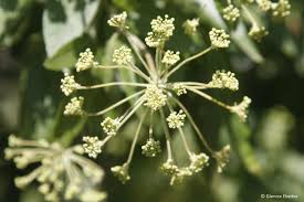 Image result for Heteromorpha