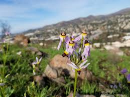 The romantic lead, the dashing simon basset, a.k.a. First Flowers Since One Of The Largest Fires In Los Angeles History The Woolsey Fire Of 2018 Album On Imgur