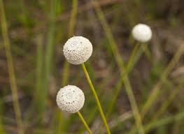 Image result for Syngonanthus