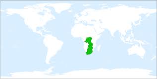 Image result for Lindernia conferta