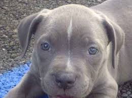 Check spelling or type a new query. Rescue Dog Of The Week Rosie The Weimaraner Pit Bull Terrier Puppy Beverly Hills Ca Patch