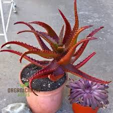 Image result for Aloe cameronii