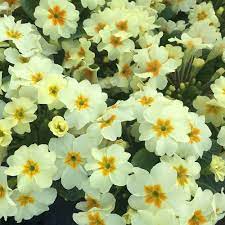 View our wide selection of houses and flats for sale in primula street, london w12. Primula Plants Everlast Dobies