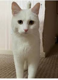 Hello Larry and all distinguished members of the Catinet. About time I  introduced myself. Abby, my hoomum calls me fluffy monster, Queen of  majestic floof and snappy crocodile because I like to