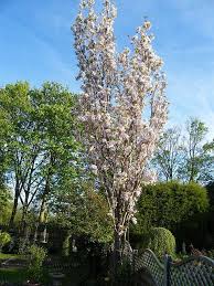 Flagpole Cherry Tree Or Prunus Amanogawa Flowering Cherry Tree Garden Styles Small Garden Design