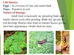 Image result for Tetranychidae grapevine
