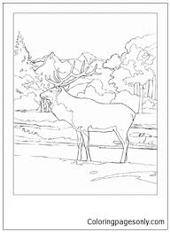 If the call of the wild is calling you, why not color it. Elk Looks So Peaceful As He Watches Over His Rocky Mountain Home Coloring Pages Mountains Coloring Pages Coloring Pages For Kids And Adults