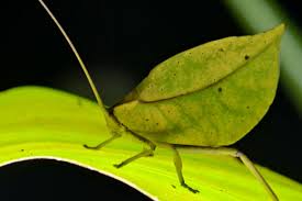 Mimicry (countable and uncountable, plural mimicries). Incredible Rainforest Mimicry Wild Tropics
