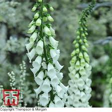Maybe you would like to learn more about one of these? Foxglove Alba Seeds Thompson Morgan