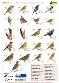 Epingle Sur Oiseaux
